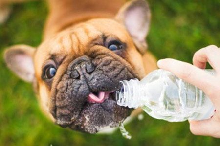 Как защитить собаку от жары