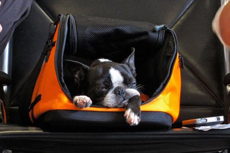 Путешествие с собаками - ответы на вопросы