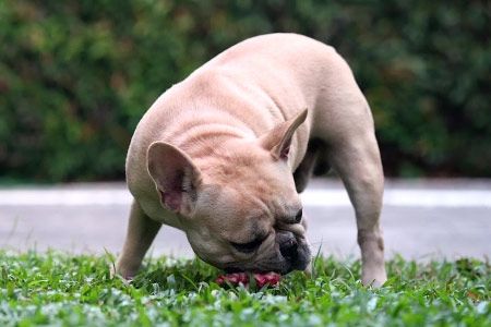 Почему собака ест землю?