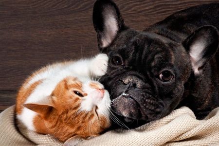 Уживутся ли кошка и собака в одном доме?