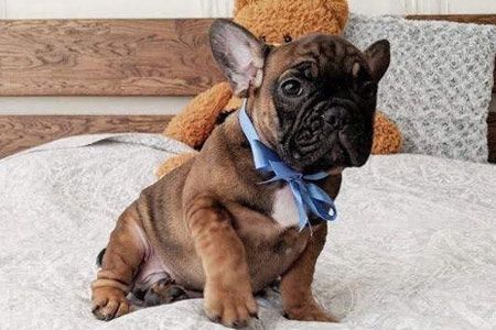 Необходимые вопросы при покупке щенка французского бульдога