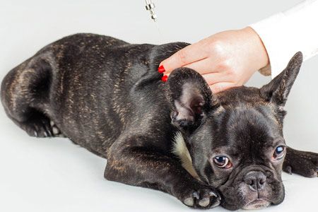 Вакцинация щенков французского бульдога