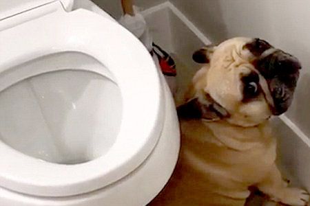 Как приучить щенка французского бульдога к туалету